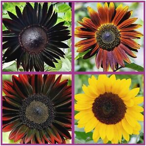 Ultimate Sunflower Seeds Rare Mix Pack 20+ Seeds - Midnight Oil, Chocolate