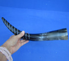 15 to 18  inch Decorative Polished Cattle/Buffalo horn Spiral Carved   (S)