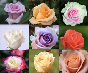 20 ROSE FLOWER SEEDS classic rare plant garden for stratification/germination