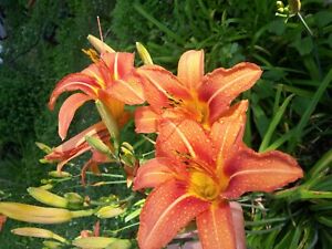 20 Top quality starter plants of Daylilies, good roots, some leaves easy to grow