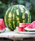 Crimson Sweet Watermelon Seeds, NON-GMO, ORGANIC, HEIRLOOM - Free Shipping!