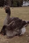 6 eggs Giant Exhibition DEWLAP TOULOUSE GEESE goose hatch hatching show quality
