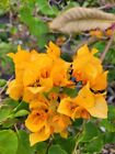 GOLD YELLOW BOUGAINVILLEA LIVE PLANT~PAPER FLOWER 7 TO 10 INCHES TALL IN 4