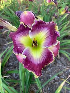 Very High End MIXED DAYLILIES - (50) Bare Root Plants