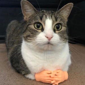 1pair Cat Funny Massage Little Finger Gloves Fake Human Hand For cat Kitty c ~'