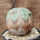 D2912 EUPHORBIA OBESA ARROW OLD pot12-H8-W8 cm MaMa Cactus