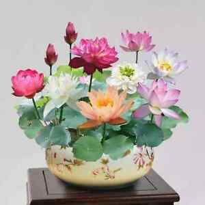 15pcs Mixed Color The Sacred Bonsai Lotus Flower Seeds
