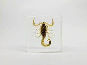 Brown Scorpion in Lucite, Resin