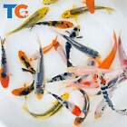 Toledo Goldfish LIVE Standard Fin Koi