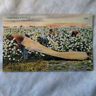 Vintage Cotton Picking In the South Black Americana Linen Postcard