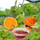 Metal Hanging Oriole Bird Feeder Fruit Holder for Garden Patio Feeders 8 Oz