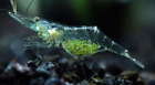 10+ Live Freshwater Ghost Shrimp; FREE SHIPPING