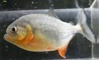 3 Red Belly Piranha Fry Babies Live Freshwater Aquarium Fish Read Description
