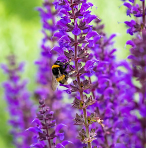 Salvia MEADOW SAGE Blue Purple Attracts Bees Hummingbirds Perennial 200+ Seeds!