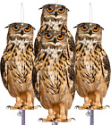 Fake Owls to Keep Birds Away Cardboard Hanging Reflectors Scare Pigeons Goose