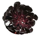 Black Rose Aeonium Arboreum Arb 'Zwartkop' live Plant in 4 inch Pot w/ Soil