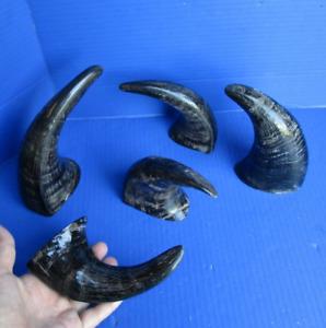5 Piece lot of  Semi-Polished Water Buffalo horns 6 to 8 inches (S)
