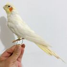 1Pcs Taxidermy stuffing Eurasian Java Sparrow specimen Teaching / Decoration