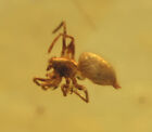 Araneae (Spider), Fossil Insect inclusion in Burmese Amber