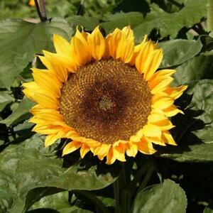 Sunflower Seeds Dwarf Sunspot 50+ Yellow Flower ANNUAL US SELLER FREE SHIPPING