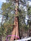 40 GIANT SEQUOIA Sequoiadendron Giganteum Sierra Redwood Tree Seeds * Flat Ship