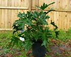 Split Leaf Philodendron {Philodendron selloum} 10 seeds Free Shipping!