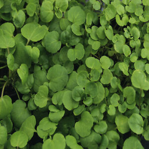 Watercress Cress Seeds | 1,000 Seeds | Heirloom - Non-GMO | Free Shipping | 1157