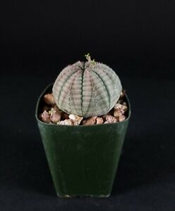 Euphorbia obesa Cactus, Cacti, Succulent plant, Euphorbiaceae