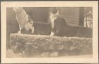 CAT REAL PHOTO POSTCARD RPPC~TWO CATS SITTING IN SUN ON STEPS