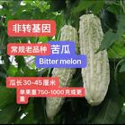 15 Bitter Melon Seeds USA Chinese Gourd Asian Calabash LuffaSquash15粒大长白苦瓜种子2023