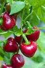 25 SWEET RED CHERRY PEPPER SEEDS ~ heirloomseedguy ~ 2024 ~ NON-GMO