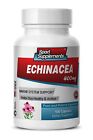 Laxatives For Weight Loss - Echinacea Powder 400mg - Polysaccharides Capsules 1B