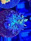 Magic carpet bounce mushroom Coral King Wysiwyg live coral frag