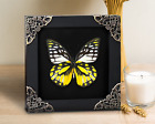Pinned Butterflies Framed Real Dried Butterfly Hanging Taxidermy Gothic Wall Art