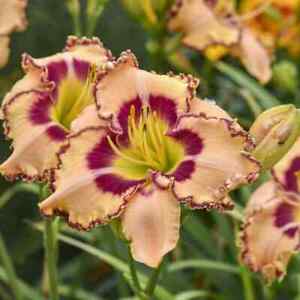 King of the Ages Daylily - 1 Gallon Container