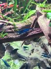 10 +2 Blue Velvet - Freshwater Neocaridina Aquarium Shrimp. Live Guanteed