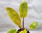 Philodendron painted lady Variegated live houseplant in 4 inch pot