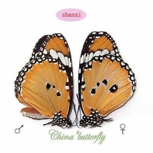 5 PAIRS unmounted folded real butterfly danaidae Danaus chrysippus CHINA A1