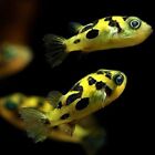 New Listing3 Pack Pea Puffer,  Dwarf - Live Freshwater fish