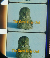 16mm THE GREAT GREY OWL--1200'--Documentary Short Film. LPP color print.