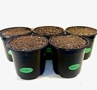 Pre-Filled ORGANIC Growing Pot,peat,soil,perlite, ,Great for CANNABIS