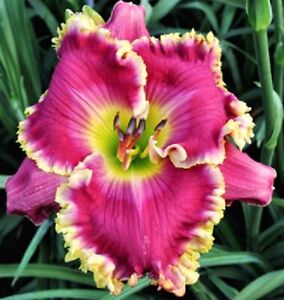 ROSE KNOCKOUT      Daylilies 3 fans Return and multiply yearly World's Finest