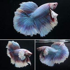 #2 Pink Blue Grizzle Dumbo Ear Over Halfmoon Tail - Live Male Betta Fish Grade A