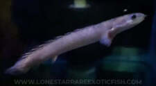 Marbled Senegal Bichir / Polypterus senegalus - Live Freshwater Fish