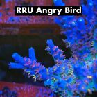 Sun Thirstysreef Acropora Coral RRU Angry Bird 3/4 Inch