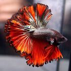 Black Red Copper Halfmoon Male Live Betta Fish