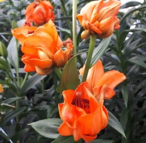 ORANGE PARROT LILY FLOWER BULBS 3 FT TALL HARDY PERENNIAL UNUSUAL ASIATIC HYBRID