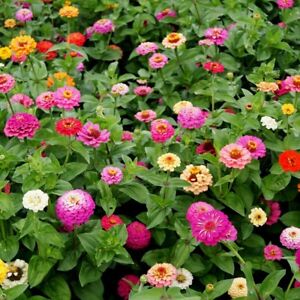 Pumila Mix Zinnia Seeds, Cut and Come Again, Variety Size Packets, FREE SHIPPING