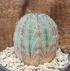 D2898 EUPHORBIA OBESA ARROW OLD pot12-H7-W8 cm MaMa Cactus