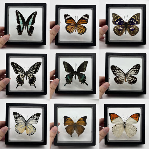 10pcs Real Butterfly Specimen Rare Natural Butterfly Photo Frame Wall Decoration